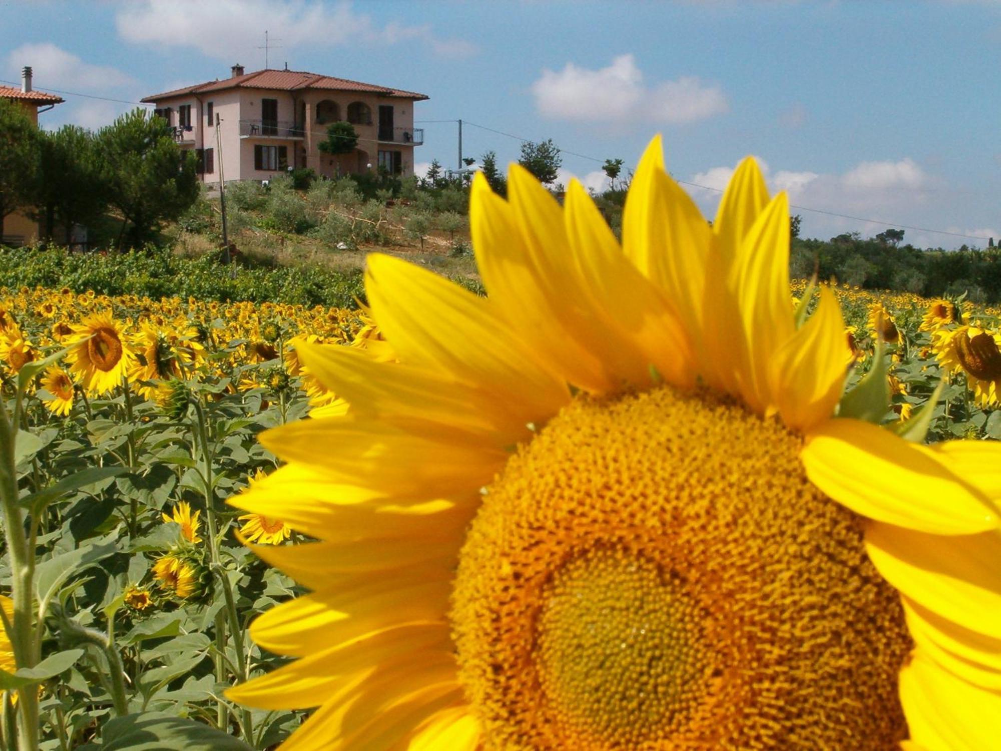 B&B Il Girasole - Rooms & House In Country - 1500 Meters From Historic Center Montepulciano Zewnętrze zdjęcie